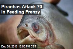 Piranhas Attack 70 in Feeding Frenzy