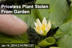 Priceless Plant Stolen From Garden