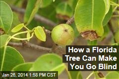 How a Florida Tree Can Make You Go Blind