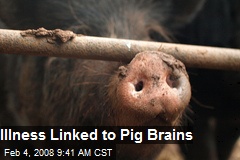 Illness Linked to Pig Brains