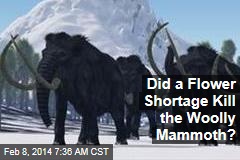 Did a Flower Shortage Kill the Woolly Mammoth?