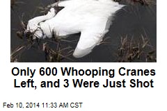 Only 600 Whooping Cranes left, and 3 were just shot