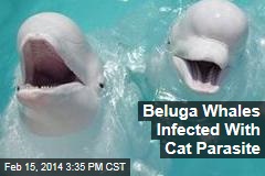 Beluga Whales Infected With Cat Parasite