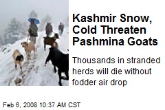 Kashmir Snow, Cold Threaten Pashmina Goats