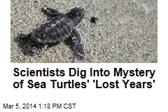 Scientists Dig Into Mystery of Sea Turtles&#39; &#39;Lost Years&#39;