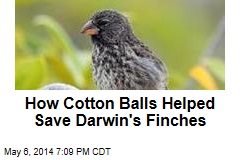 Darwin&#39;s Finches Build Pest-Free Nests