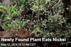 Newly Found Plant Eats Nickel