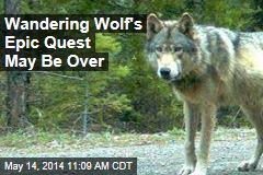 Wandering Wolf&#39;s Epic Quest for Love May Be Over