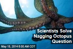 Scientists Solve Nagging Octopus Question