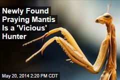 Newly Found Praying Mantis Is a &#39;Vicious&#39; Hunter
