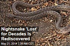 &#39;Lost&#39; Nightsnake Rediscovered on Mexican Island
