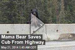 Mama Bear Saves Cub From Highway