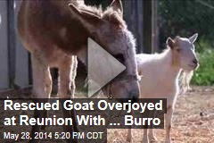 Rescued Goat Overjoyed at Special Reunion
