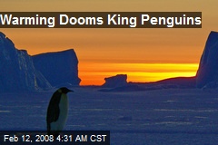Warming Dooms King Penguins