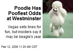 Poodle Has Poofiest Odds at Westminster