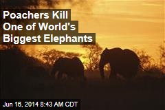 Poachers Kill One of World&#39;s Biggest Elephants
