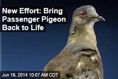 Geneticists&#39; Goal: &#39;De-Extinction&#39; of Passenger Pigeon