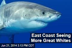 East Coast Seeing More Great Whites