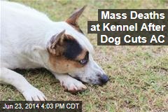 Mass Deaths at Kennel After Dog Cuts AC