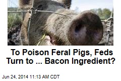 To Poison Feral Pigs, Feds Turn to ... Bacon Ingredient?