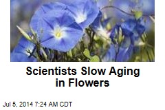 Gene Tinkering Doubles Lifespan ... of Flowers