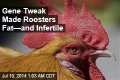 Rooster Gene Tweak Sends Chicken Prices Up