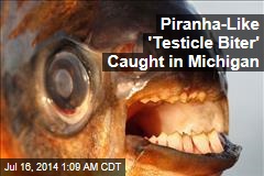 Piranha-Like &#39;Testicle Biter&#39; Caught in Michigan