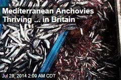 Mediterranean Anchovies Thriving in North Sea