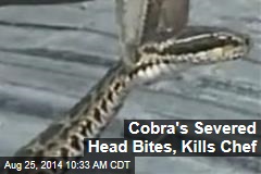 Cobra&#39;s Severed Head Bites Chef &mdash;and Kills Him