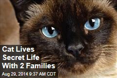 Cat Lives Secret Life With 2 Families