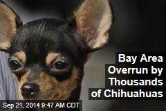 Bay Area Overrun by Thousands of Chihuahuas