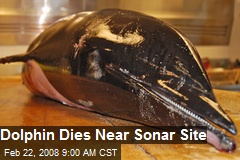Dolphin Dies Near Sonar Site