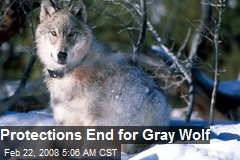 Protections End for Gray Wolf