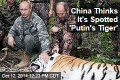 China Thinks It&#39;s Spotted &#39;Putin&#39;s Tiger&#39;