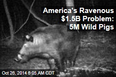 America&#39;s Ravenous $1.5B Problem: Wild Pig Surge