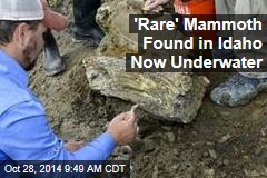 &#39;Rare&#39; Mammoth Found in Idaho Now Underwater