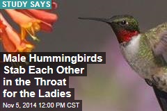 Male Hummingbirds Stab Each Other in the Throat for the Ladies