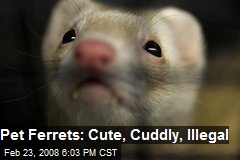 Pet Ferrets: Cute, Cuddly, Illegal