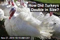 How Did Turkeys Double in Size?