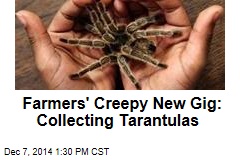 Farmers&#39; Creepy New Gig: Collecting Tarantulas