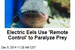 Electric Eels Use &#39;Remote Control&#39; to Paralyze Prey
