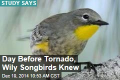 Day Before Tornado, Wily Songbirds Knew