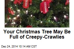 Your Christmas Tree May Be Full of Creepy-Crawlies