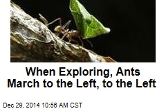 When Exploring, Ants March to the Left, to the Left
