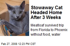 Stowaway Cat Headed Home After 3 Weeks