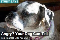 Angry? Your Dog Can Tell