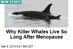 Why Killer Whales Live So Long After Menopause