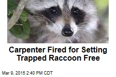 Carpenter Fired for Setting Trapped Raccoon Free