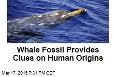 Whale Fossil Provides Clues on Human Origins