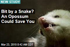 Bit by a Snake? An Opossum Could Save You